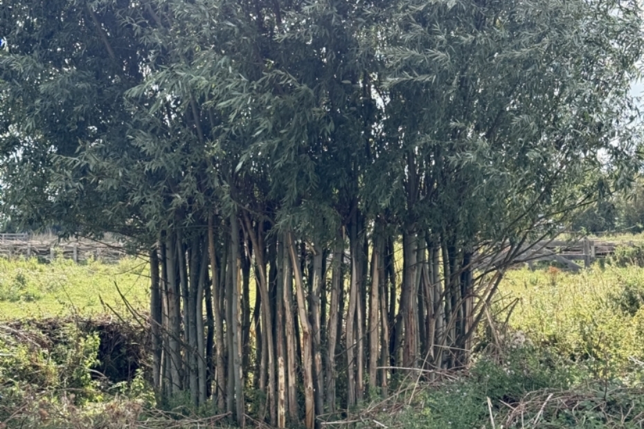 Aan de buitenzijde hebben grote grazers de bast voor een deel afgeknabbeld. Bij de zij- en achterkanten kunnen de dieren niet bij. Zo kan de holle bolle wilg in leven blijven, ondanks de vreetschade. Als losse alleenstaande w