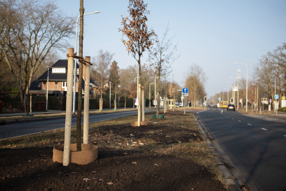 In Zeist staan gietranden van diverse materialen rond bomen langs de weg (foto's: GreenMax)