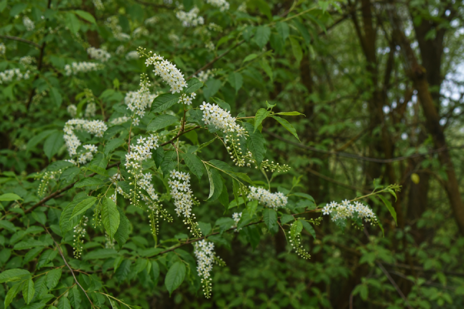 De Amerikaanse vogelkers (Prunus serotina). Beeld gegenereerd met AI