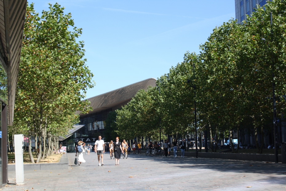 Bomen bij station Rotterdam
