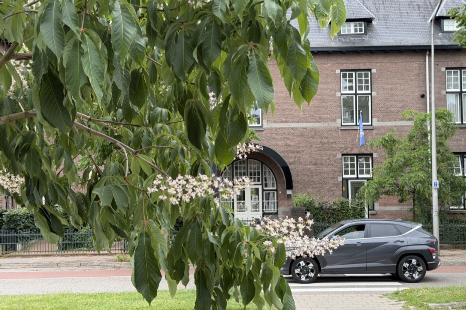 Aesculus indica als vervanger voor de witte paardenkastanje