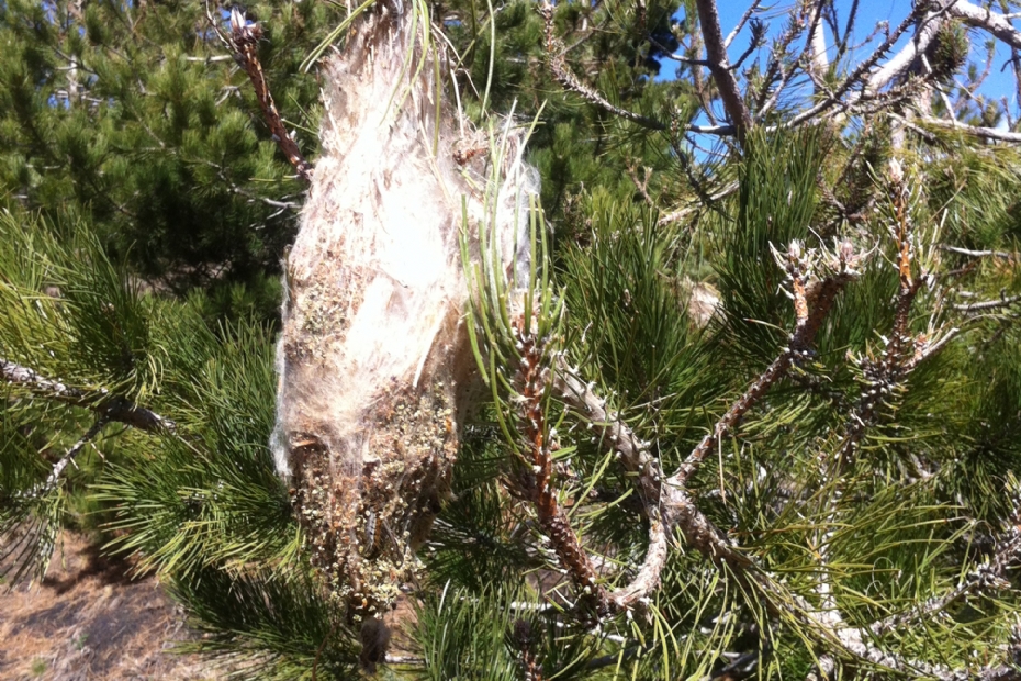 Nest van de dennenprocessierups in Sicili�. Archieffoto