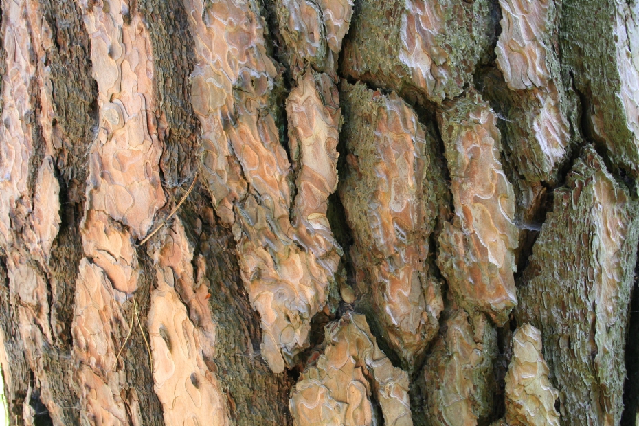 Stamschors van Pinus nigra