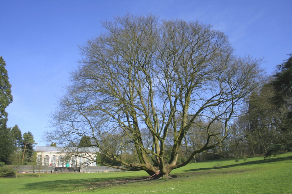 Winterbeeld van de Acer pseudoplatanus 'Atropurpureum'