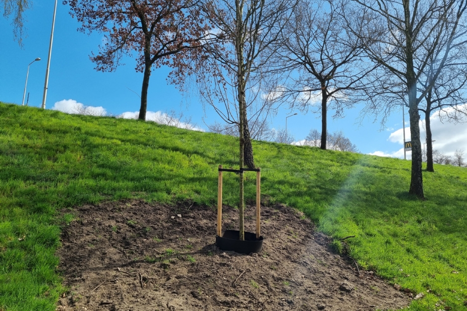Beeld ter illustratie: een groeiplaats in het Valkhofpark te Nijmegen