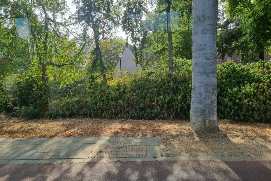Beeld NWST ter illustratie: bomen verliezen blad en de Rhododendrons hangt slap door de aanhoudende droogte, gecombineerd met hoge temperaturen