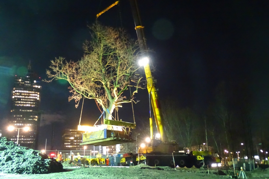 Verplanting van de Catalpa in Amsterdam
