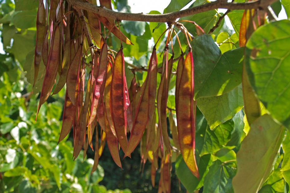 Peulen van Cercis siliquastrum
