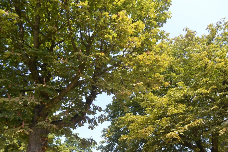 Droogte slaat steeds harder toe: de bomen staan er 'belabberd' bij