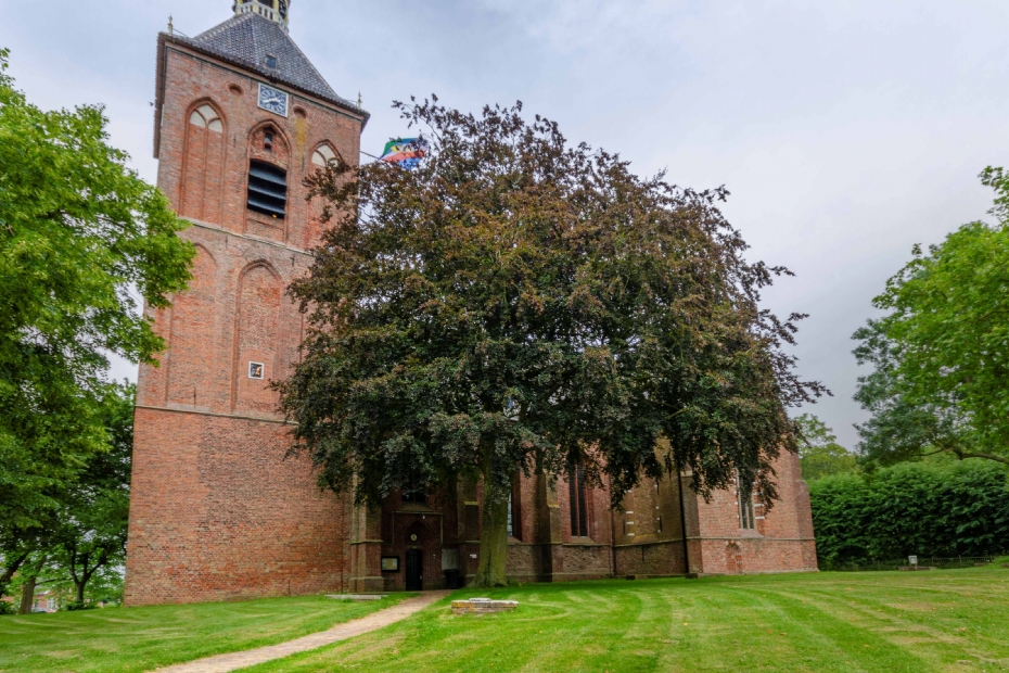 De rode beuk in Middelstum. Foto: Rob Visser Photography