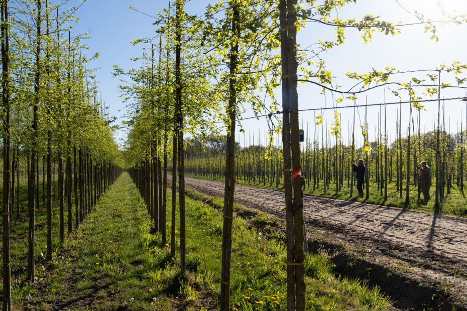 Beeld: Boomkwekerij Noordplant, Rianne Mellema